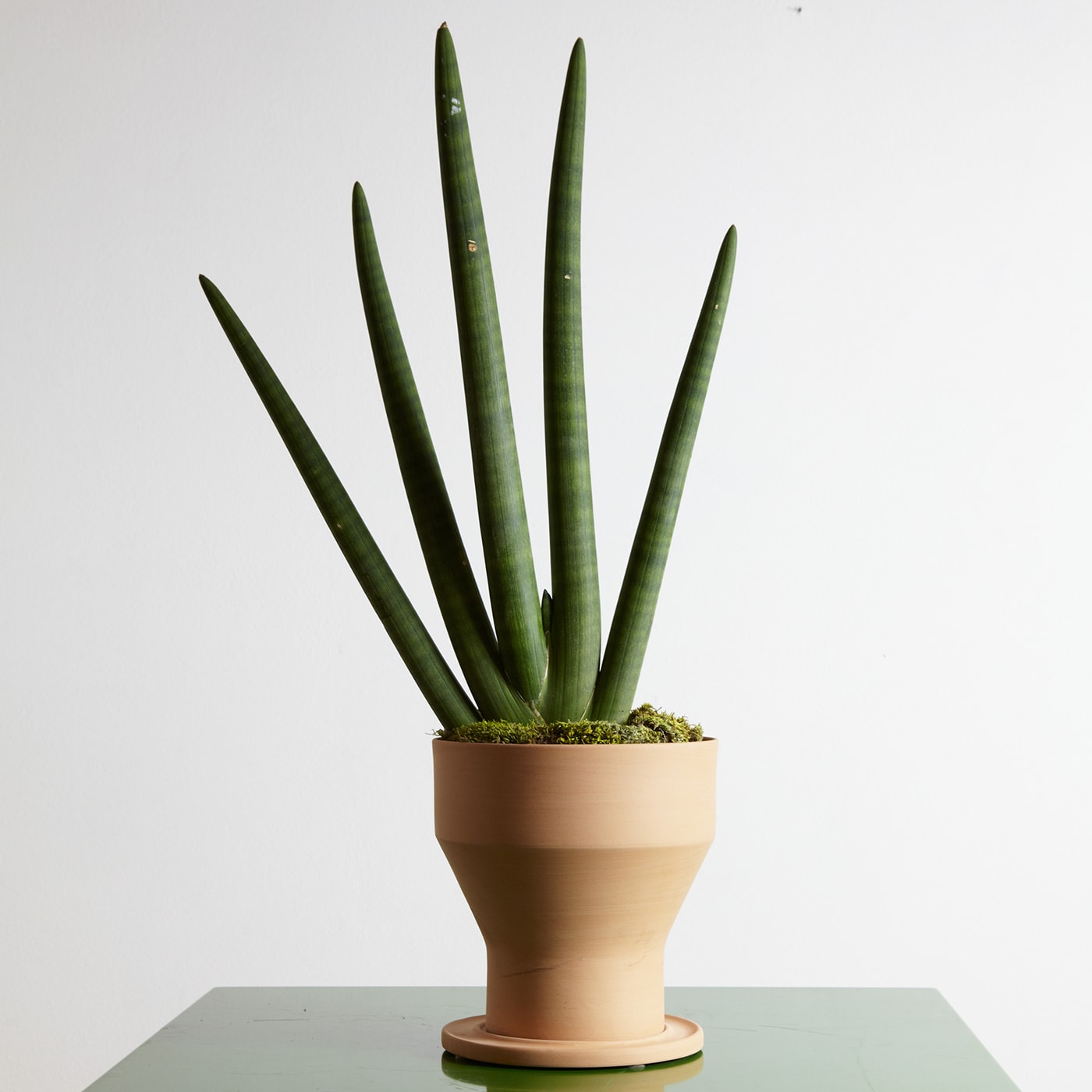 Erba Set of Terracotta Vase and Plant Saucer - Internoitaliano