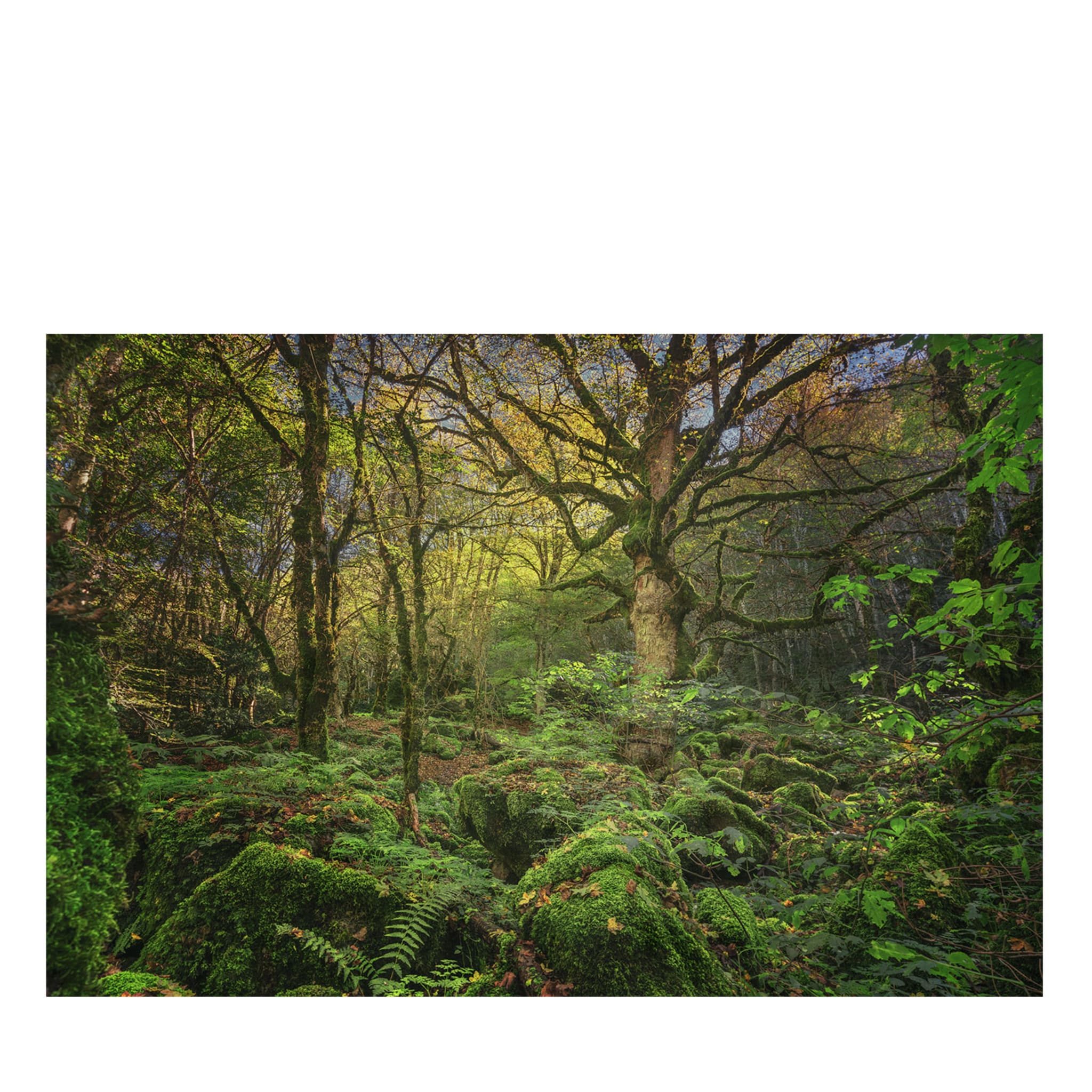 Patriarc of the Forest Photographic Print - Main view