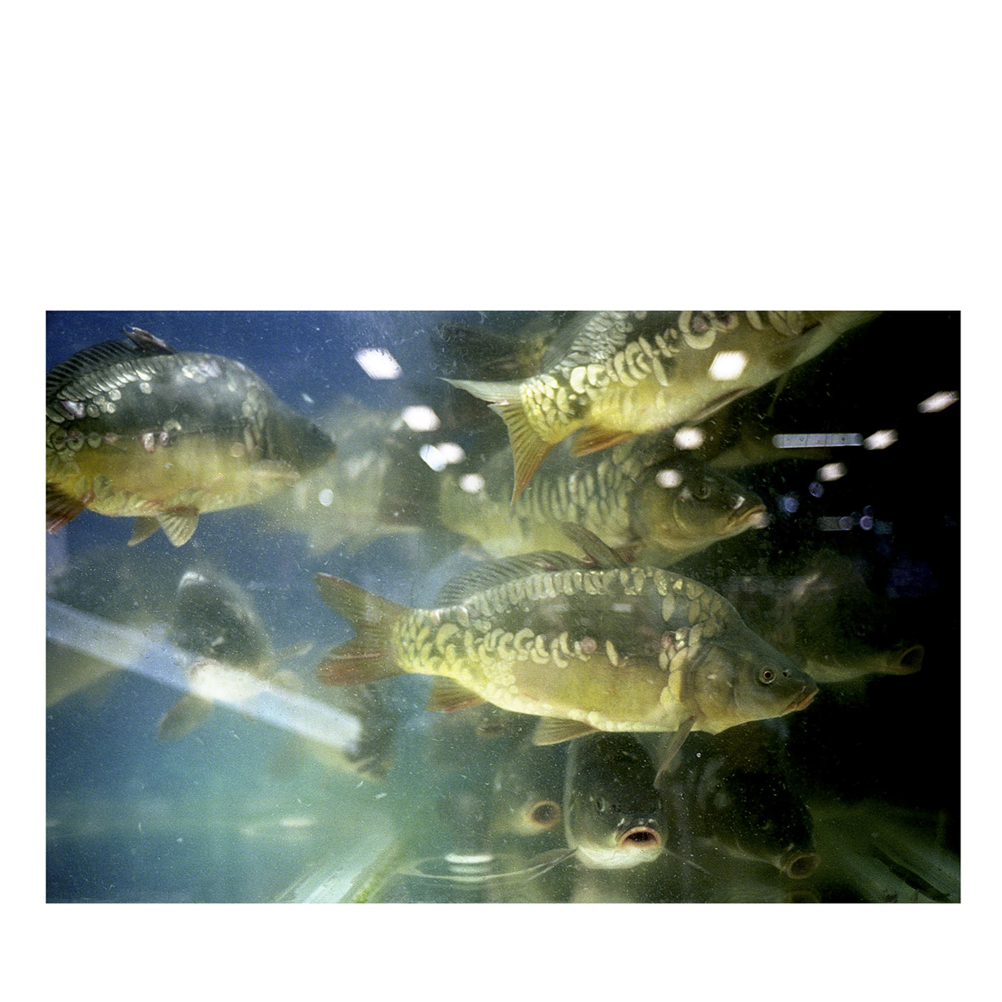 Dimensioni del pesce Stampa fotografica - Vista principale
