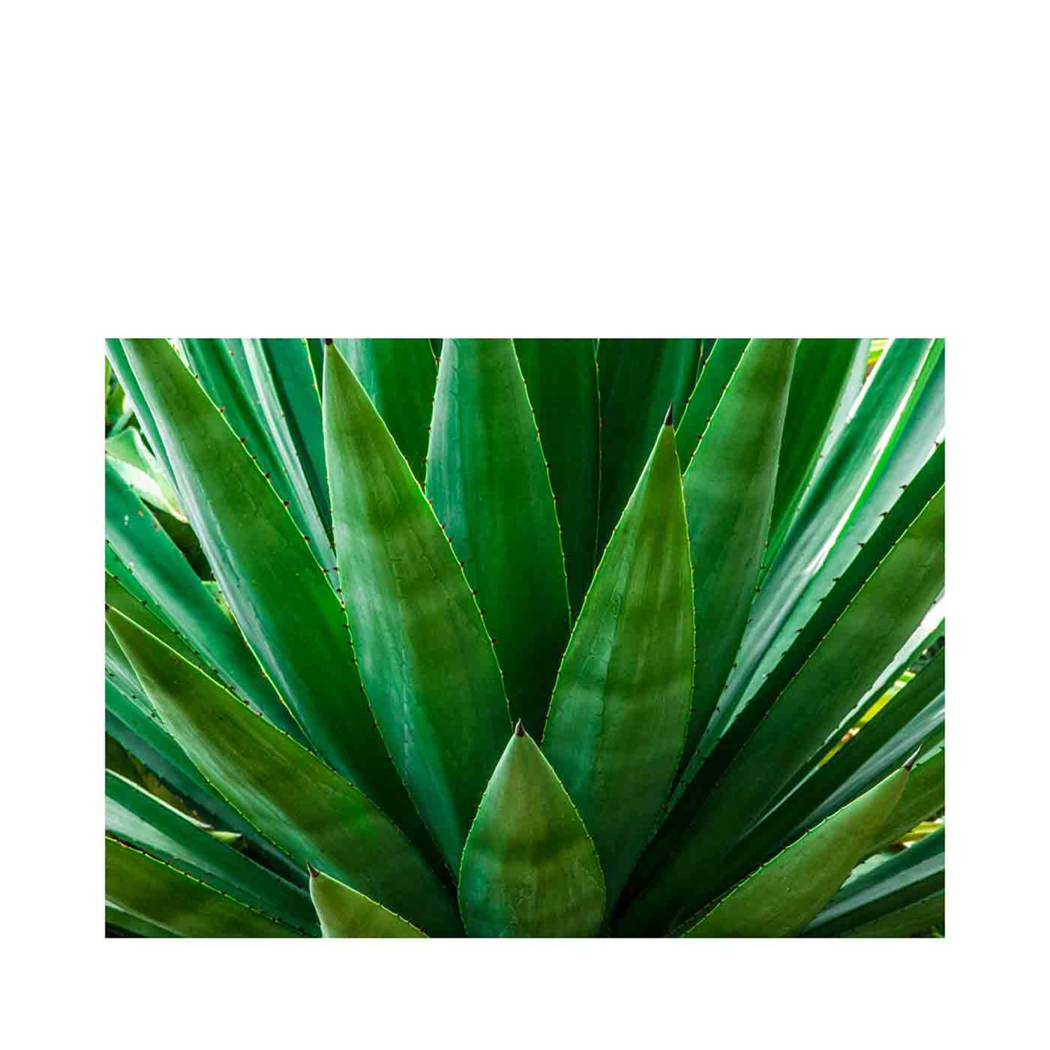 Agave Photograph - Alternative view 1