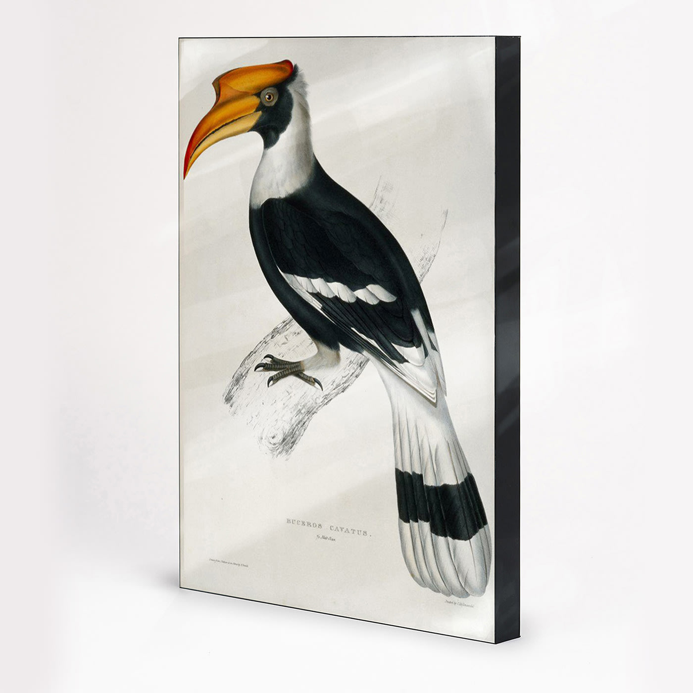 Bird Lumaframe® Decorative Panel - NC Design