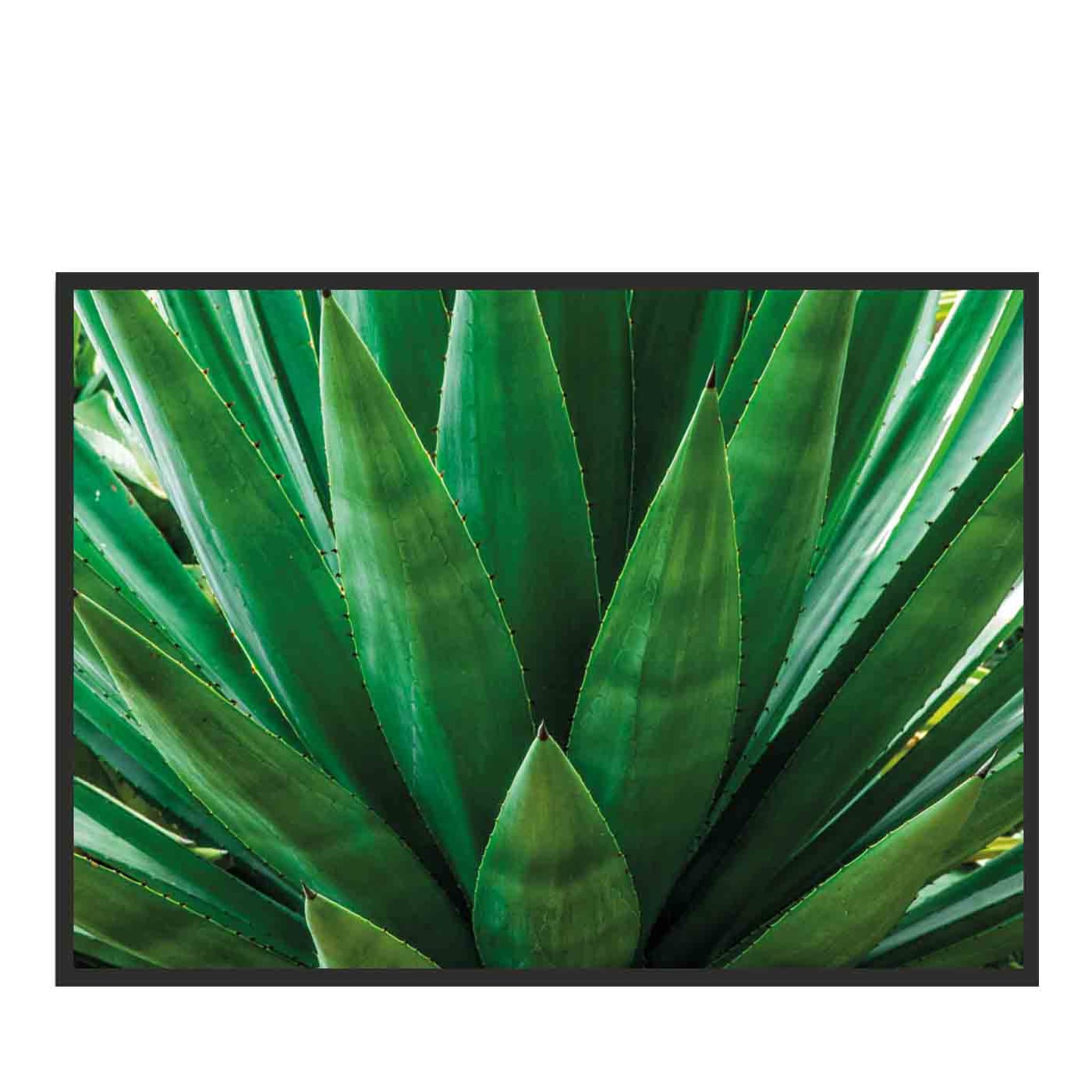 Agave Photograph - Main view