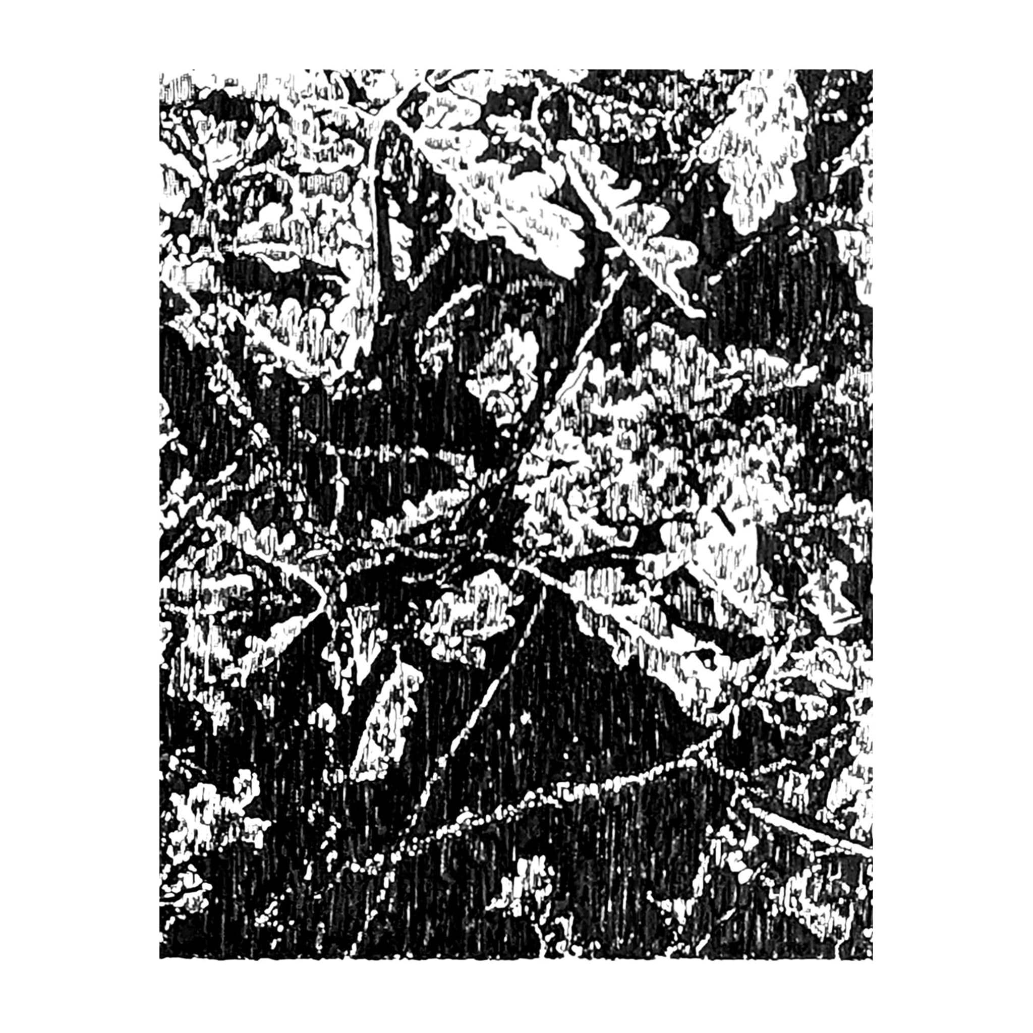 Oak Trees, Les Truffières Drawing - Alternative view 1