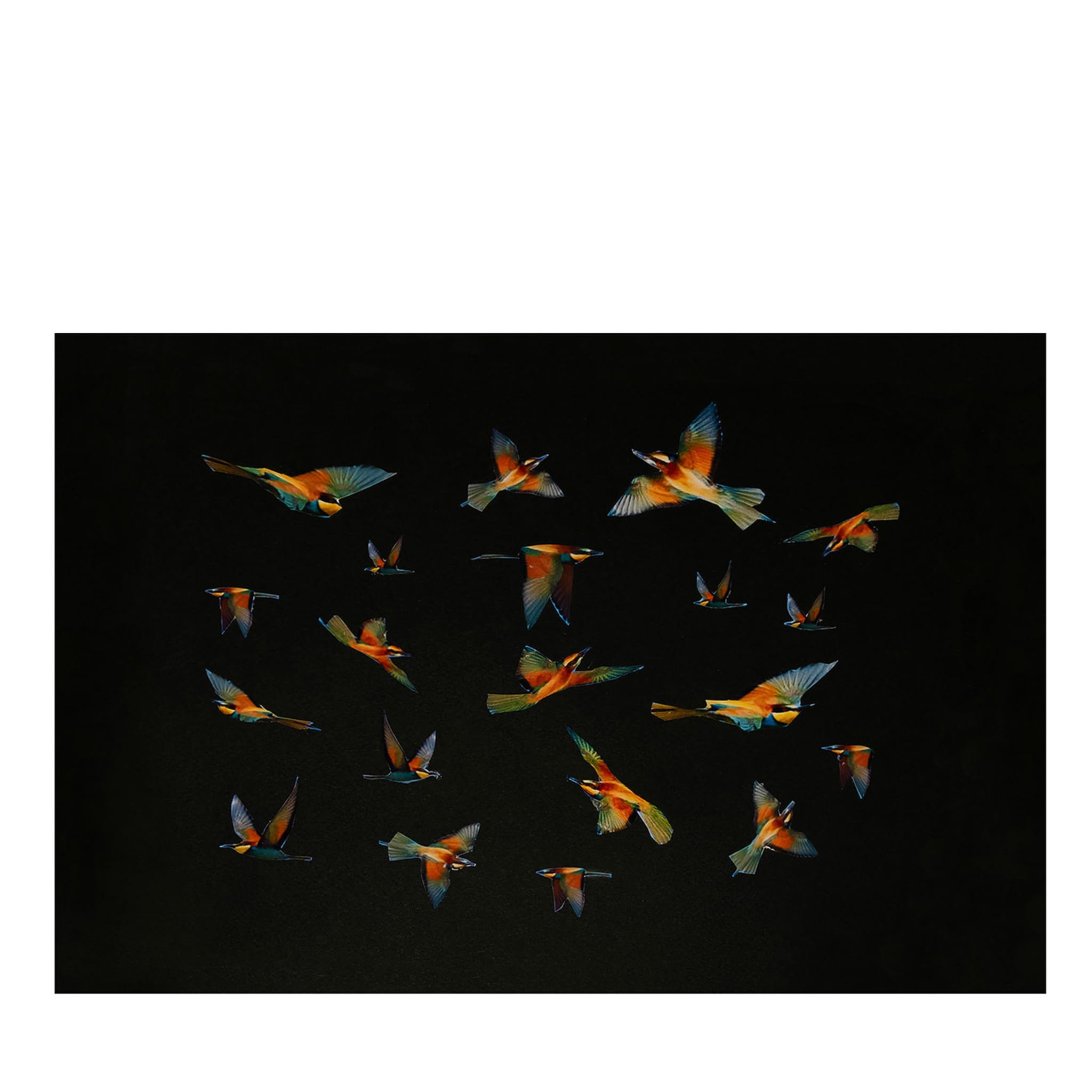 Black & Birds Polychrome Wallpaper by Liliana Moro - Main view