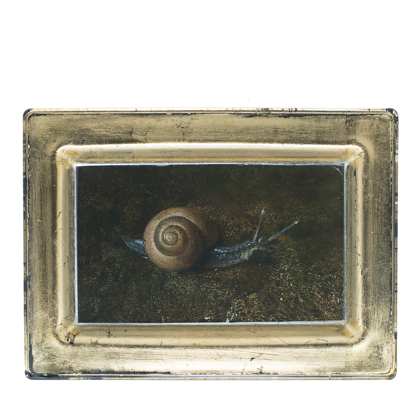 Snail Melchior d'Hondecoeter Empty-Pocket Tray - Pulchra Imago