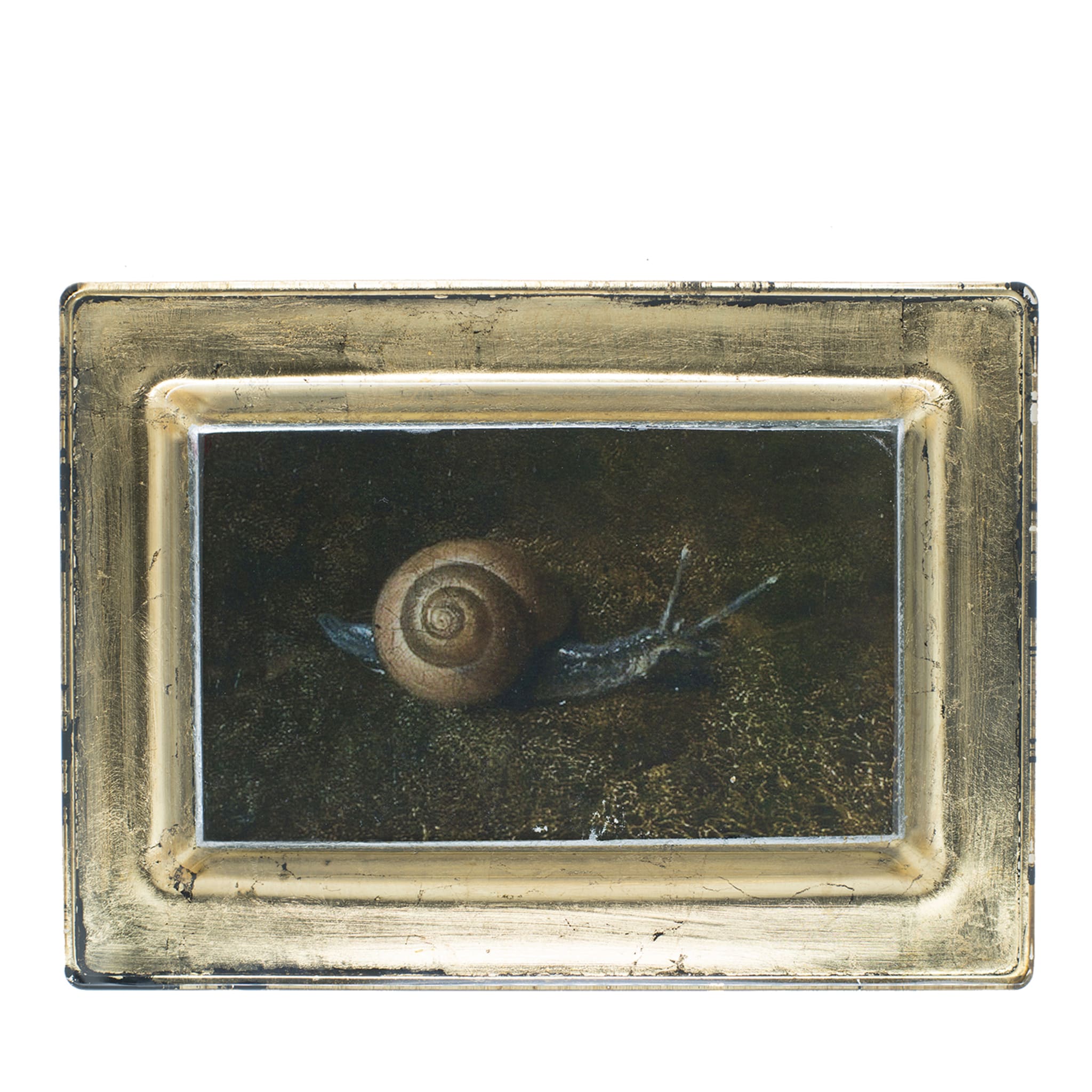 Snail Melchior d'Hondecoeter Empty-Pocket Tray - Main view
