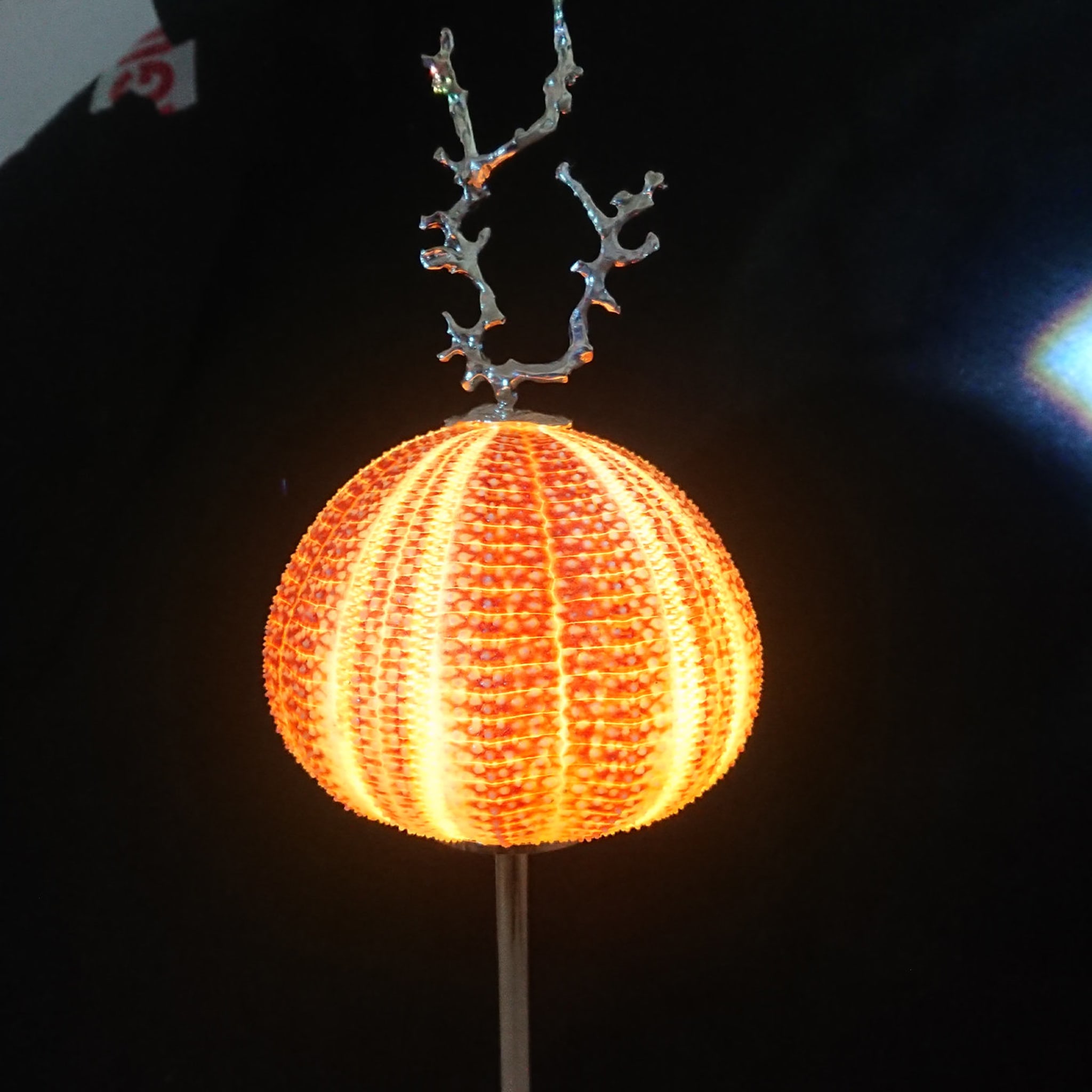 Rich-O Lamp Coral - Alternative view 3