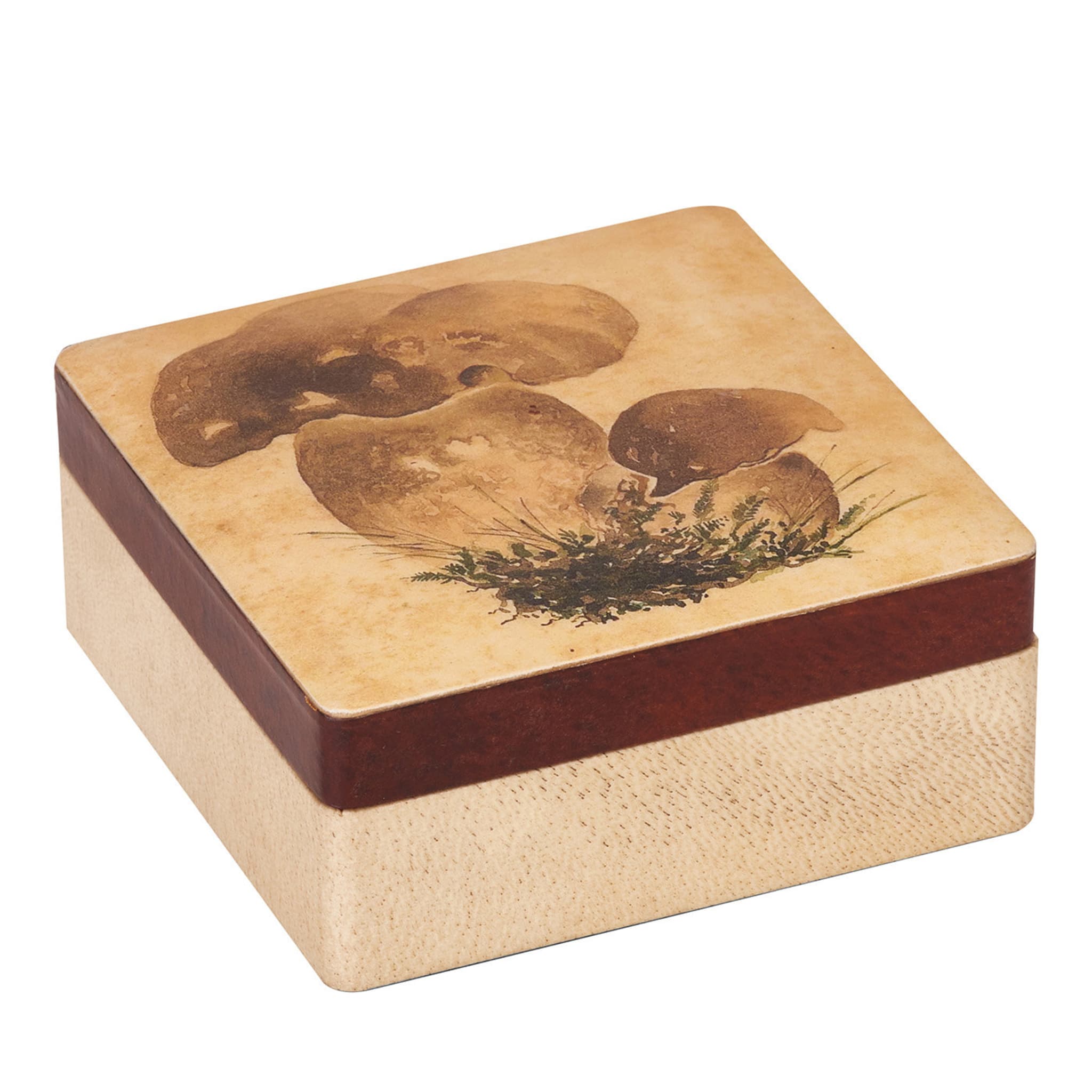 Boîte carrée de champignons - Vue principale