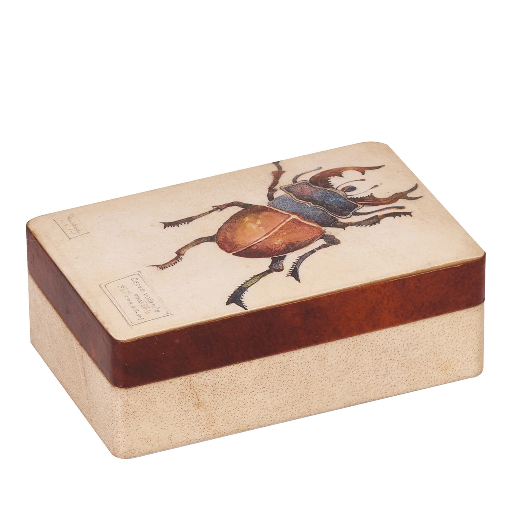 Boîte rectangulaire Stag Beetle - Vue principale
