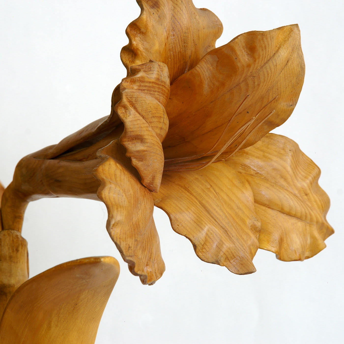 Amaryllis Sculpture - Paolo Londero