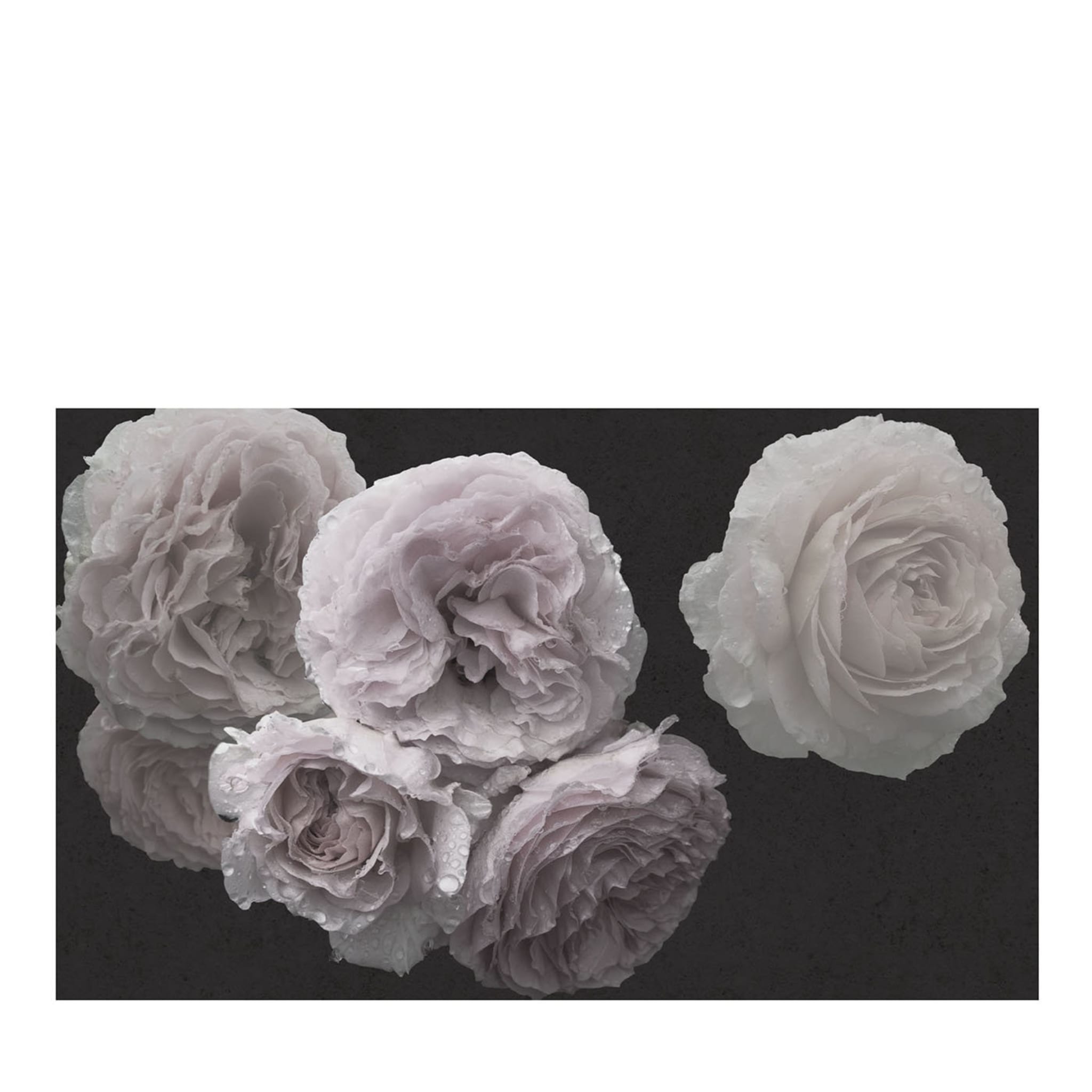 Natur Weiße Rose Tapete - Hauptansicht