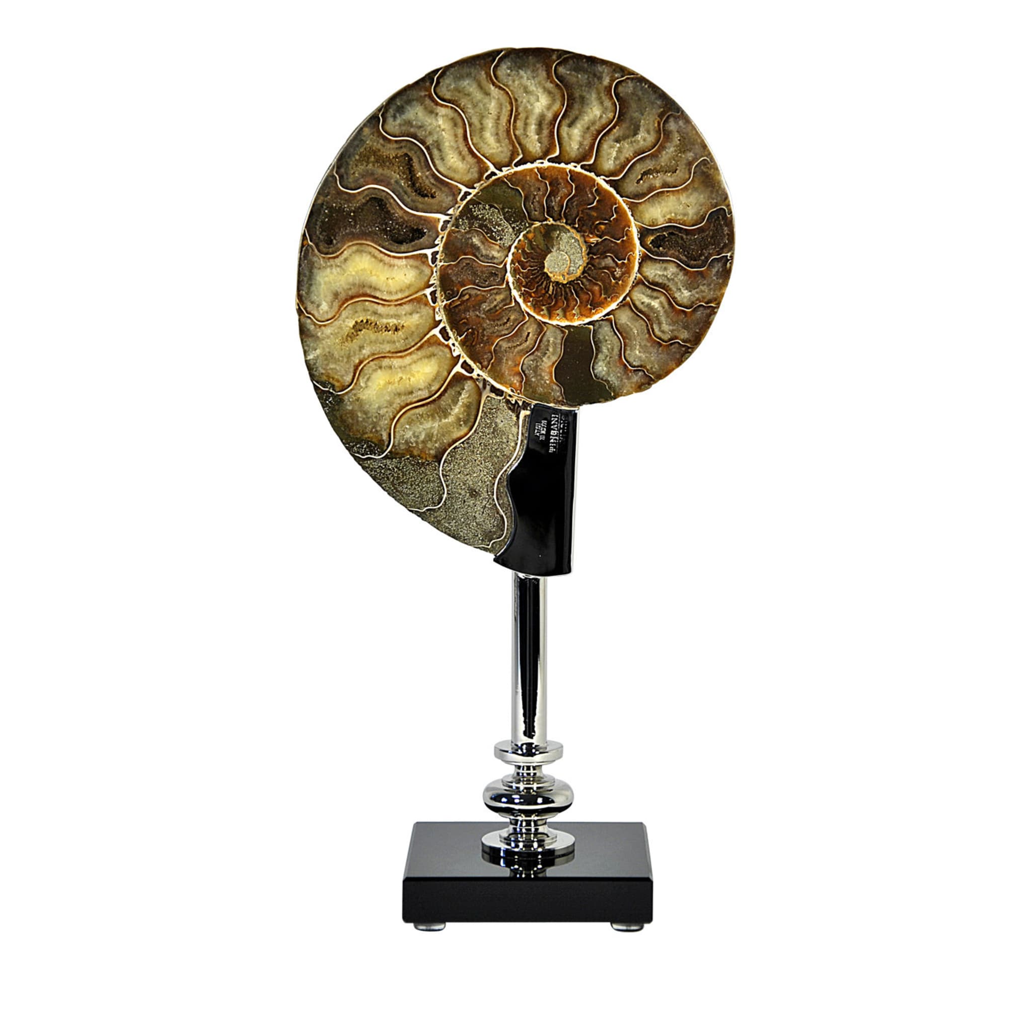 Ammonite on Glass and Nickel-Plated Brass base - Main view