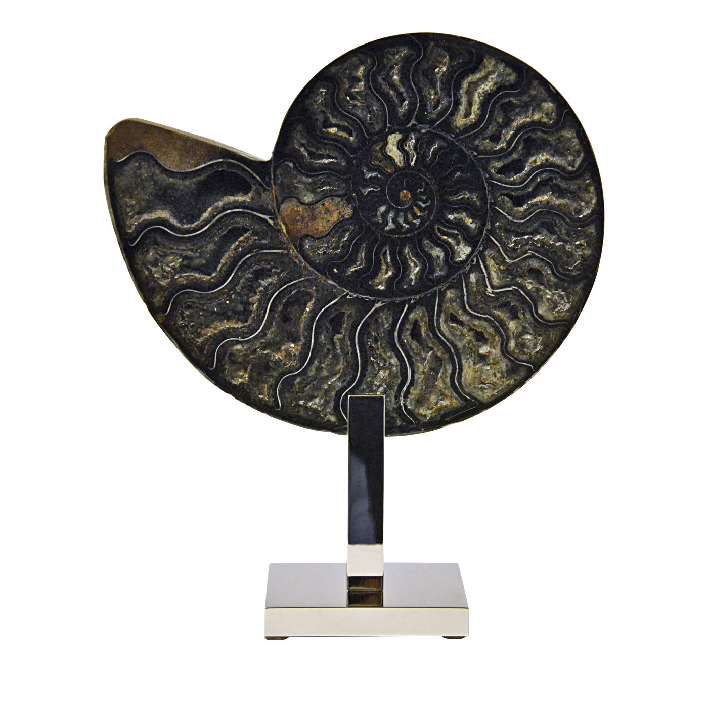 Ammonite Black Sculpture - Giuliano Tincani