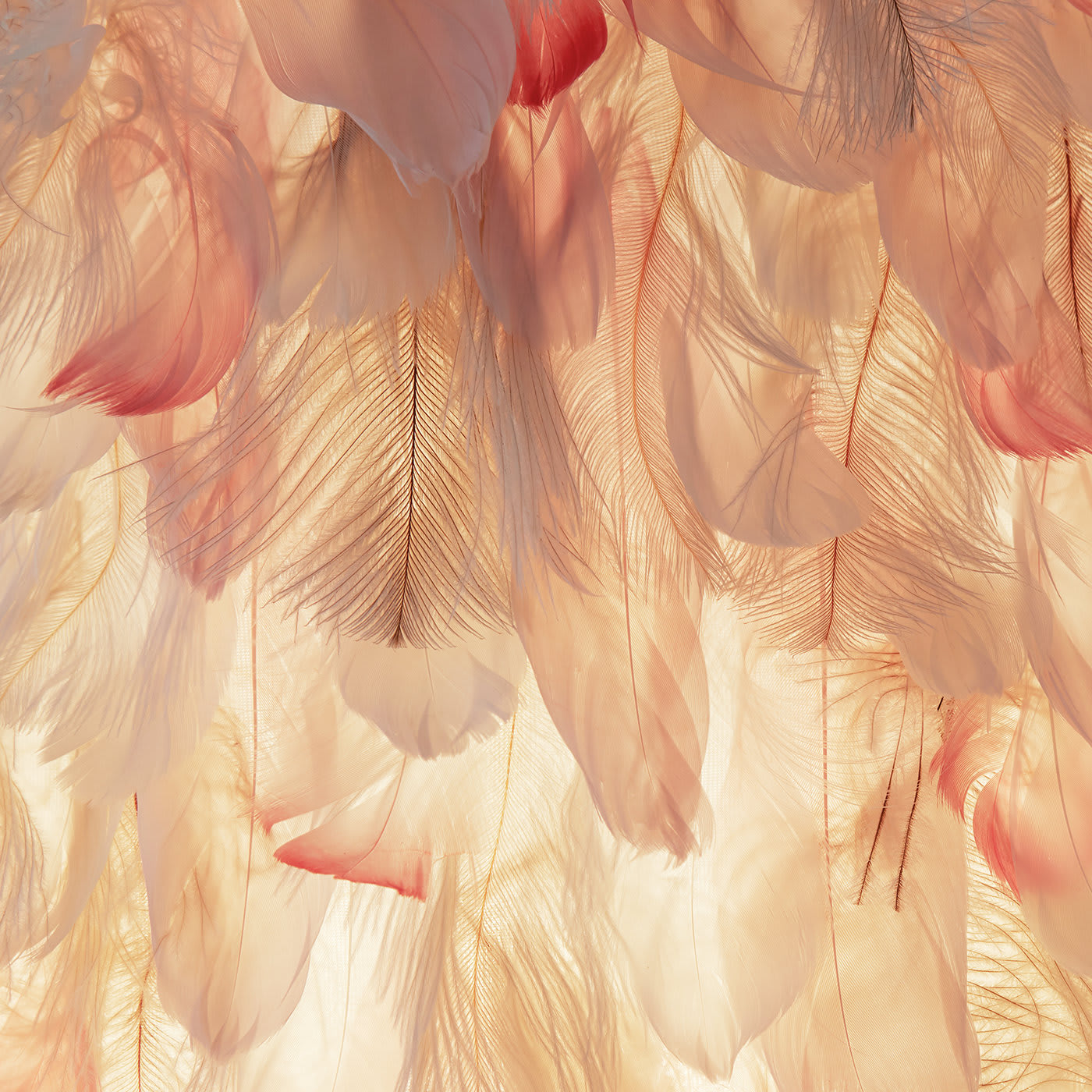 Mara Feathers Lamp - Ilaria Ferraro Toueg