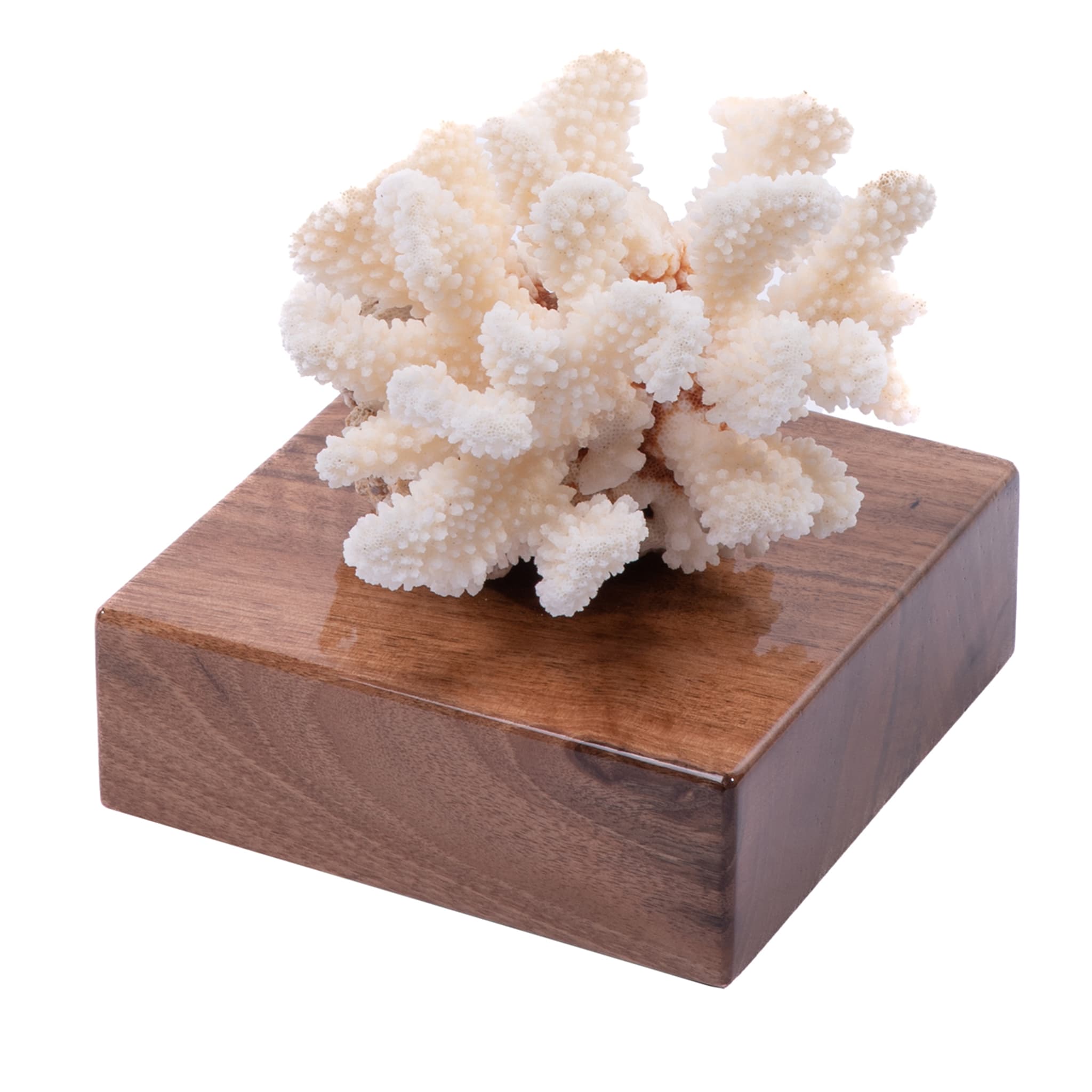 Coral Pocillopora Meandrina sobre base de nogal - Vista principal