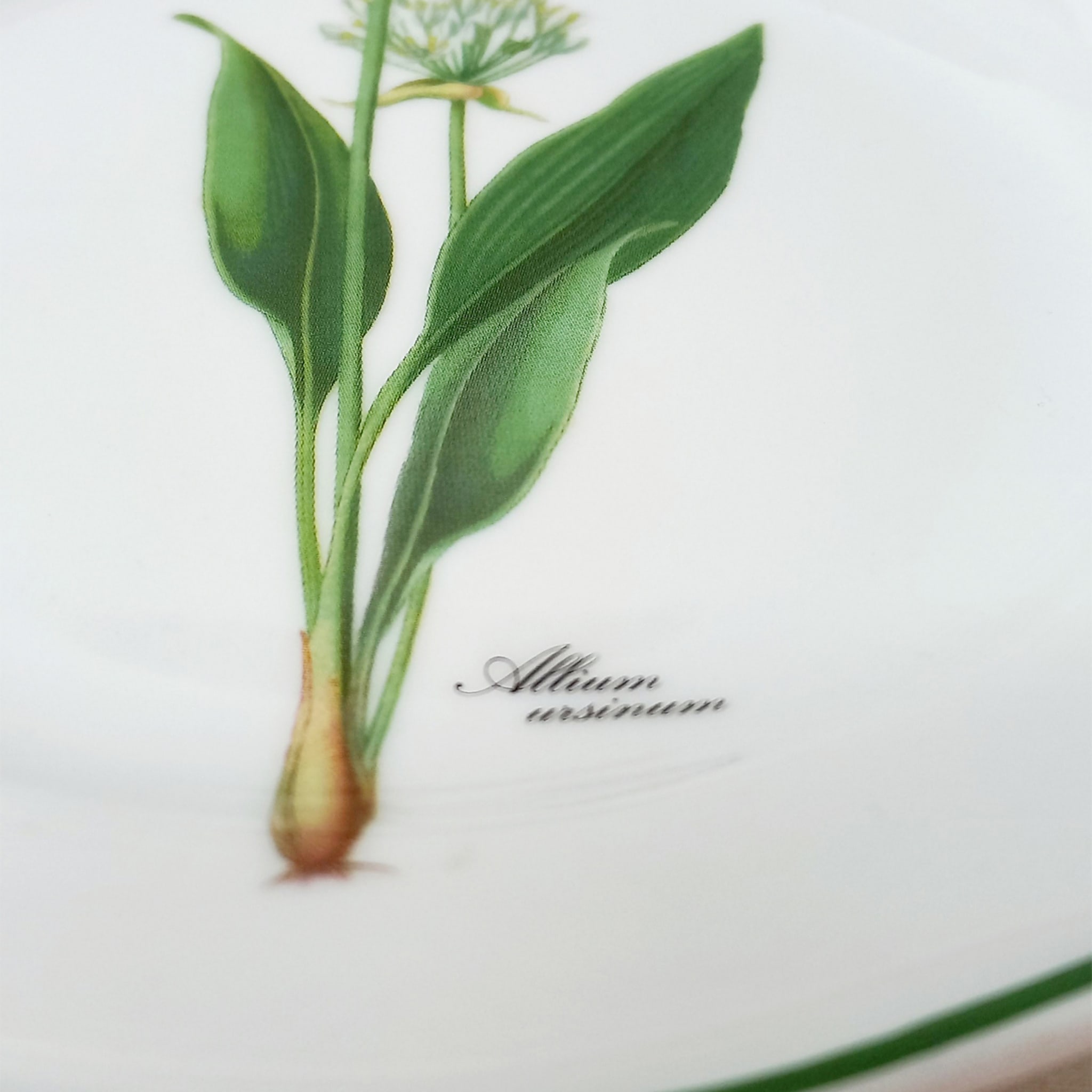 Botanica Set of 6 Small Plates - Alternative view 1