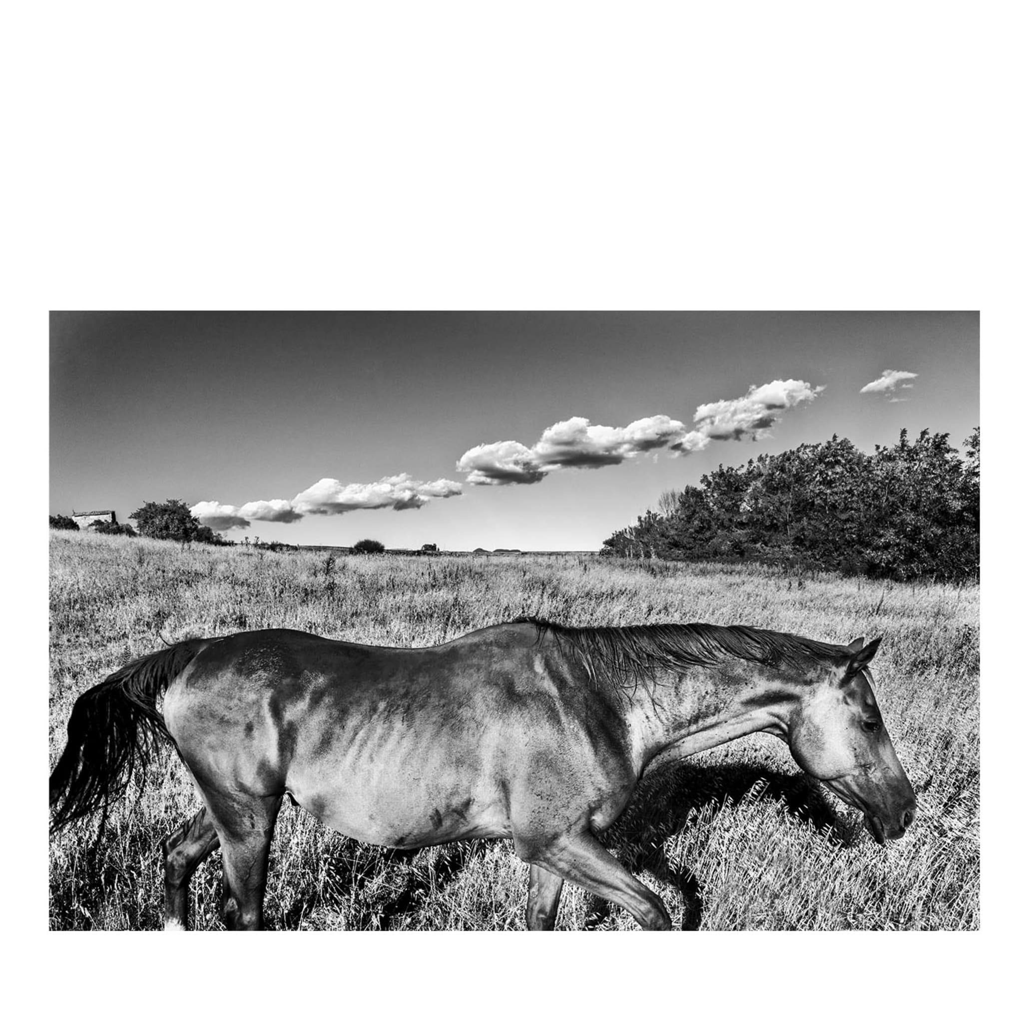 Cavallo e Nuvole Photograph - Main view
